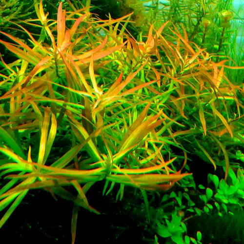 לודוויגיה ברוויפס  Ludwigia Brevipes