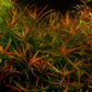 לודוויגיה ברוויפס  Ludwigia Brevipes