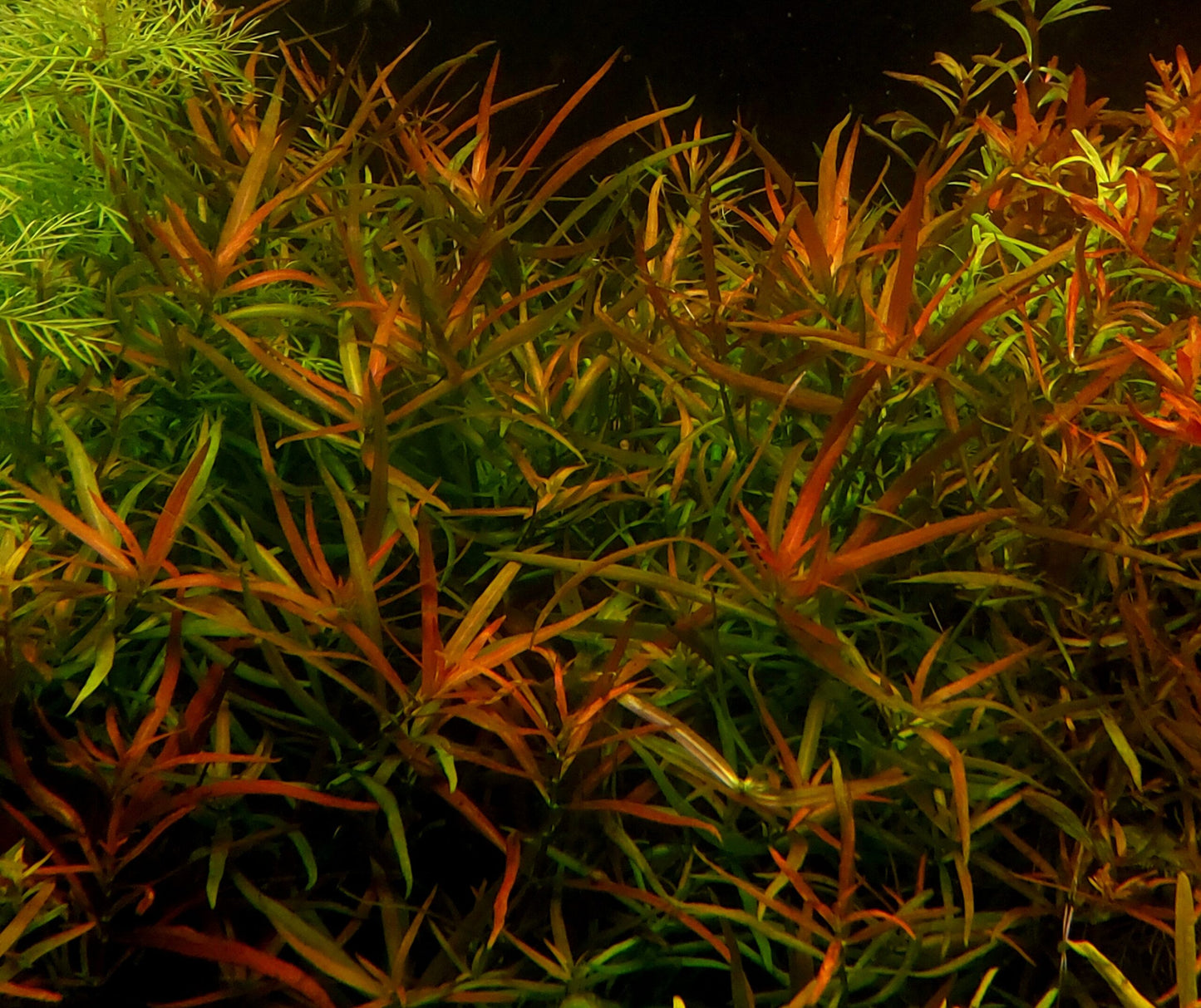 לודוויגיה ברוויפס  Ludwigia Brevipes