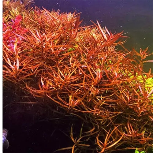 לודוויגיה ברוויפס  Ludwigia Brevipes