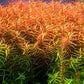 לודוויגיה ברוויפס  Ludwigia Brevipes
