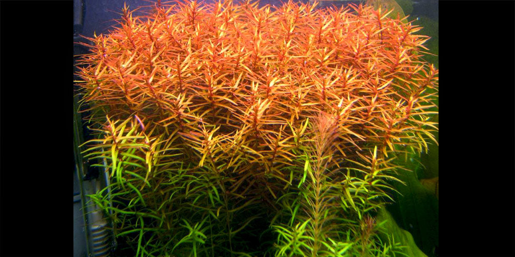 לודוויגיה ברוויפס  Ludwigia Brevipes