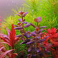 Bacopa Salzmanii  בקופה זלצמני
