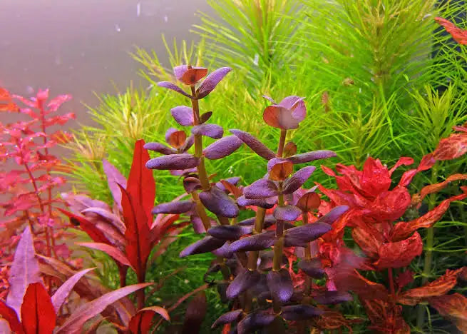 Bacopa Salzmanii  בקופה זלצמני