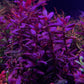 Bacopa Salzmanii  בקופה זלצמני