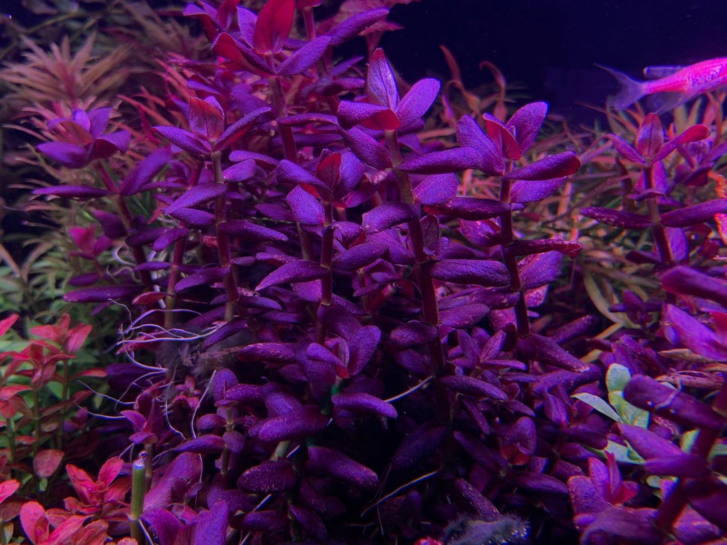 Bacopa Salzmanii  בקופה זלצמני
