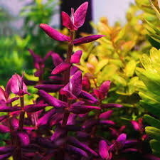 Bacopa Salzmanii  בקופה זלצמני