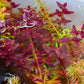 Bacopa Salzmanii  בקופה זלצמני