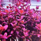 Bacopa Salzmanii  בקופה זלצמני