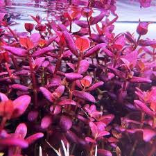 Bacopa Salzmanii  בקופה זלצמני