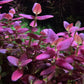 Bacopa Salzmanii  בקופה זלצמני