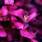Bacopa Salzmanii  בקופה זלצמני