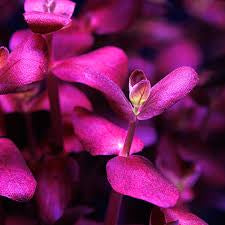 Bacopa Salzmanii  בקופה זלצמני