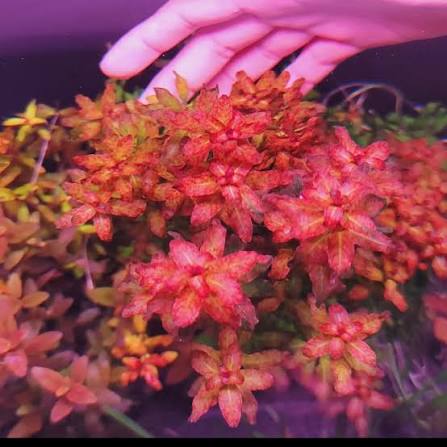 לודוויגיה סנגלנסיס    Ludwigia Senegalensis