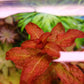לודוויגיה סנגלנסיס    Ludwigia Senegalensis