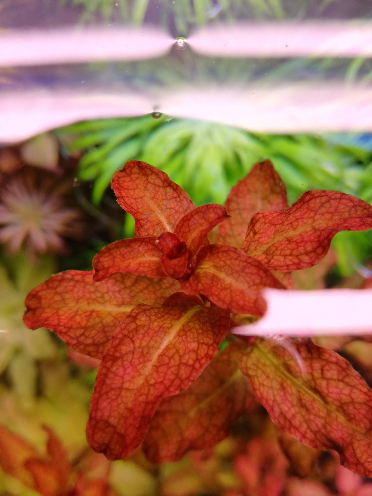 לודוויגיה סנגלנסיס    Ludwigia Senegalensis