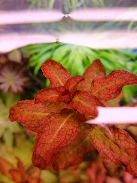 לודוויגיה סנגלנסיס    Ludwigia Senegalensis