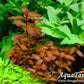 לודוויגיה סנגלנסיס    Ludwigia Senegalensis