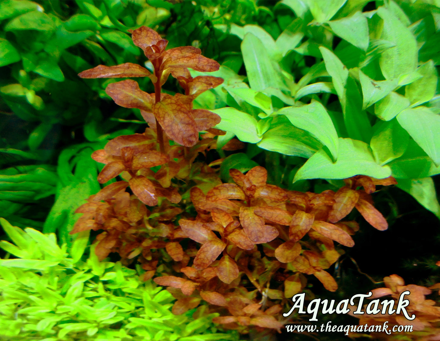 לודוויגיה סנגלנסיס    Ludwigia Senegalensis