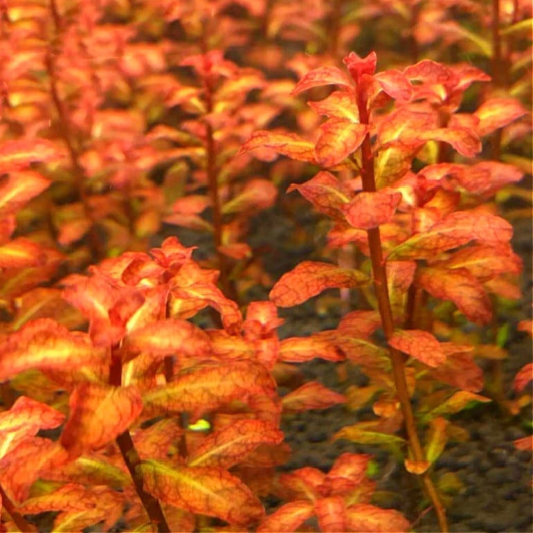 לודוויגיה סנגלנסיס    Ludwigia Senegalensis