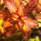 לודוויגיה סנגלנסיס    Ludwigia Senegalensis