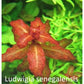 לודוויגיה סנגלנסיס    Ludwigia Senegalensis