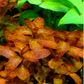 לודוויגיה סנגלנסיס    Ludwigia Senegalensis