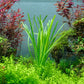 Cyperus Helferi    ציפרוס הלפרי