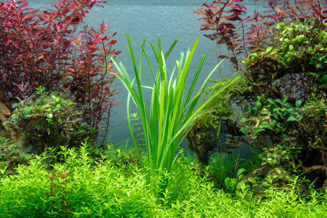 Cyperus Helferi    ציפרוס הלפרי