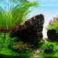 Cyperus Helferi    ציפרוס הלפרי