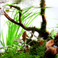 Cyperus Helferi    ציפרוס הלפרי