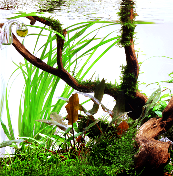Cyperus Helferi    ציפרוס הלפרי