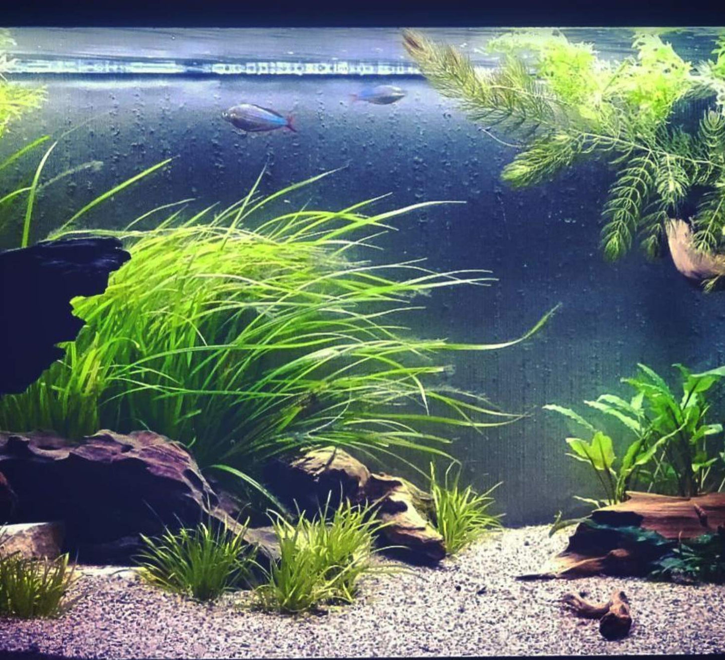 Cyperus Helferi    ציפרוס הלפרי