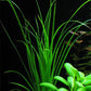 Cyperus Helferi    ציפרוס הלפרי