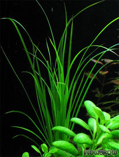 Cyperus Helferi    ציפרוס הלפרי