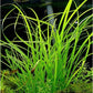 Cyperus Helferi    ציפרוס הלפרי