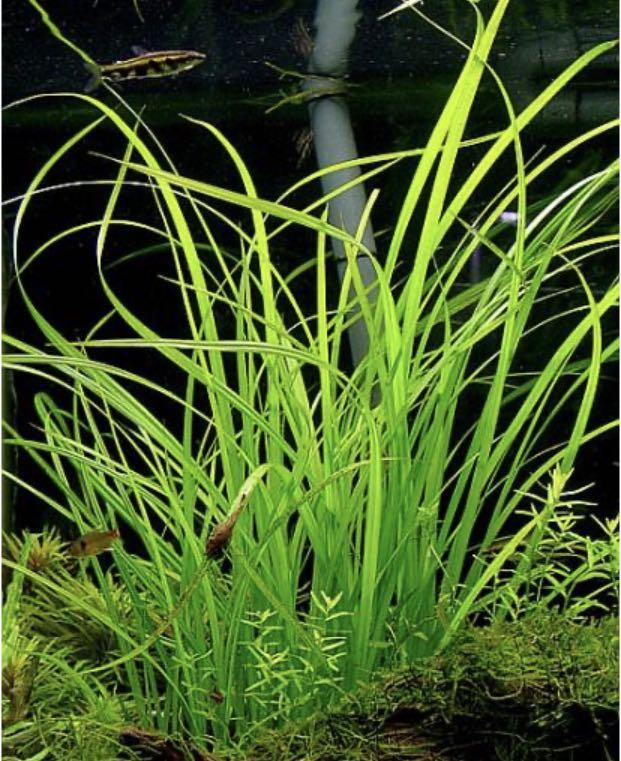 Cyperus Helferi    ציפרוס הלפרי