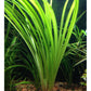 Cyperus Helferi    ציפרוס הלפרי