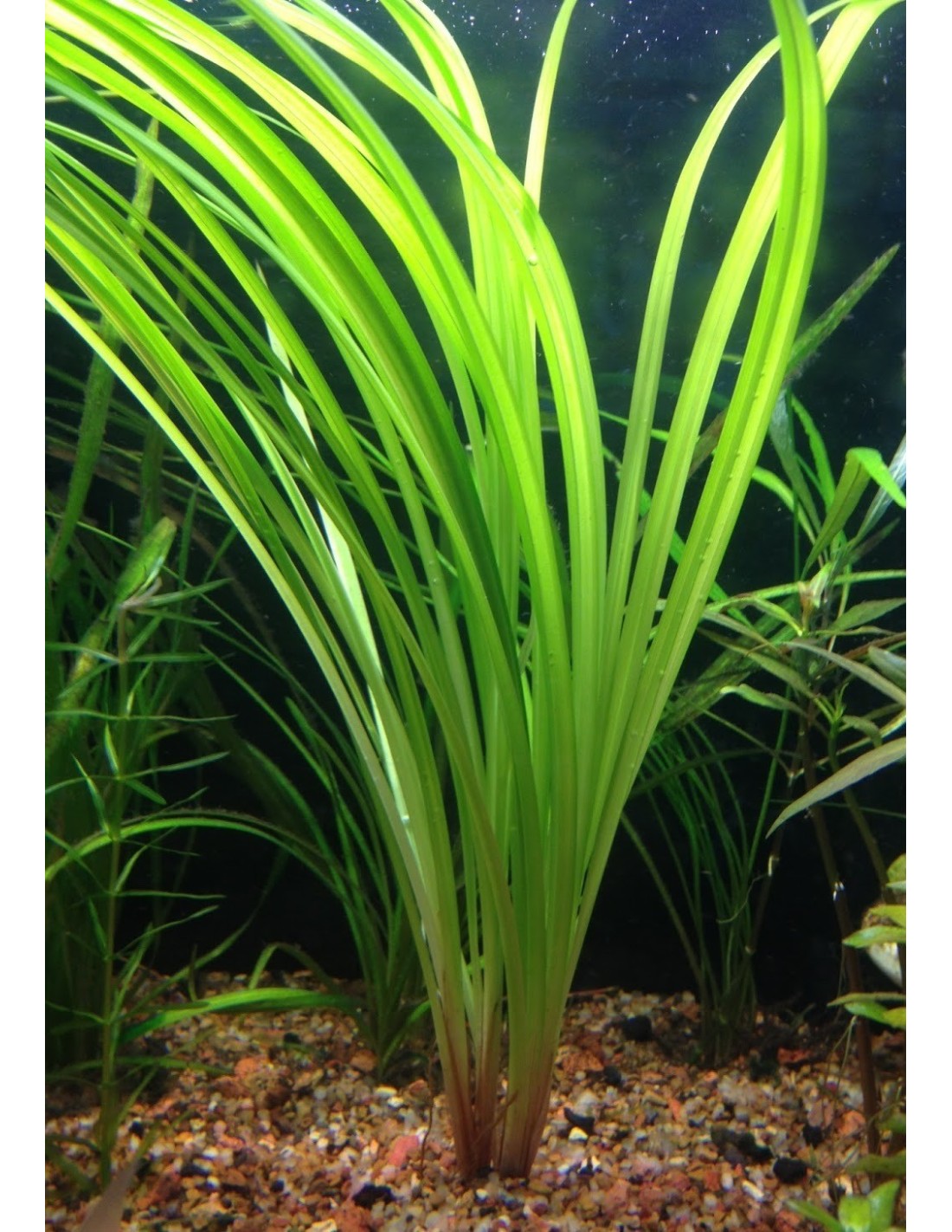 Cyperus Helferi    ציפרוס הלפרי