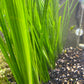 Cyperus Helferi    ציפרוס הלפרי