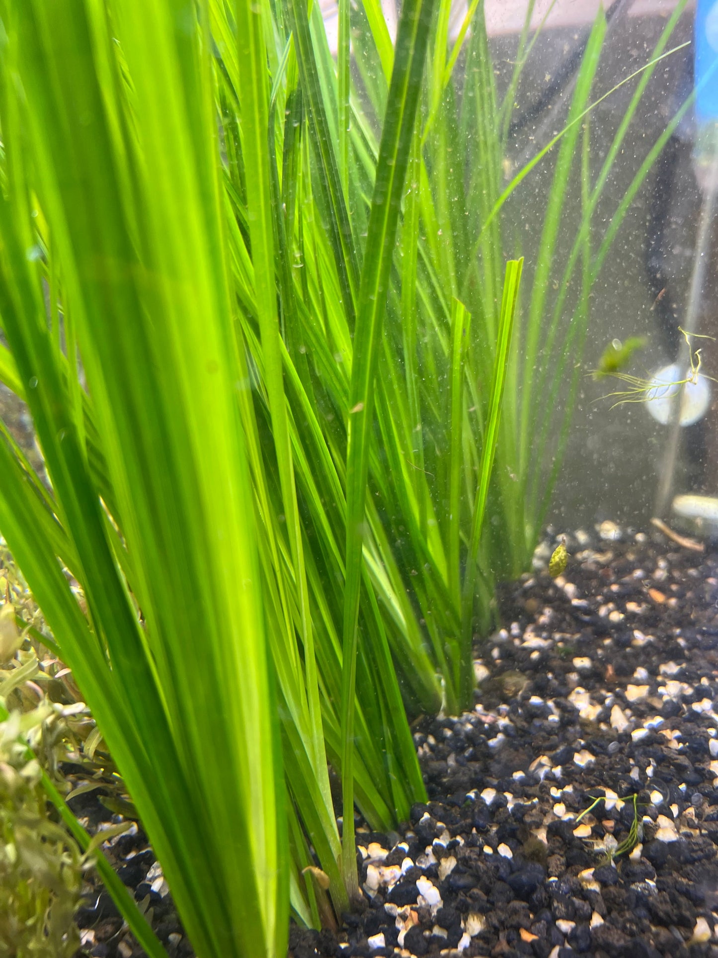 Cyperus Helferi    ציפרוס הלפרי