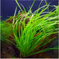 Cyperus Helferi    ציפרוס הלפרי