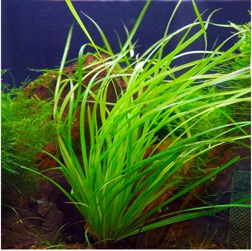 Cyperus Helferi    ציפרוס הלפרי