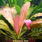 Echinodorus Rose   אכינודורוס רוז