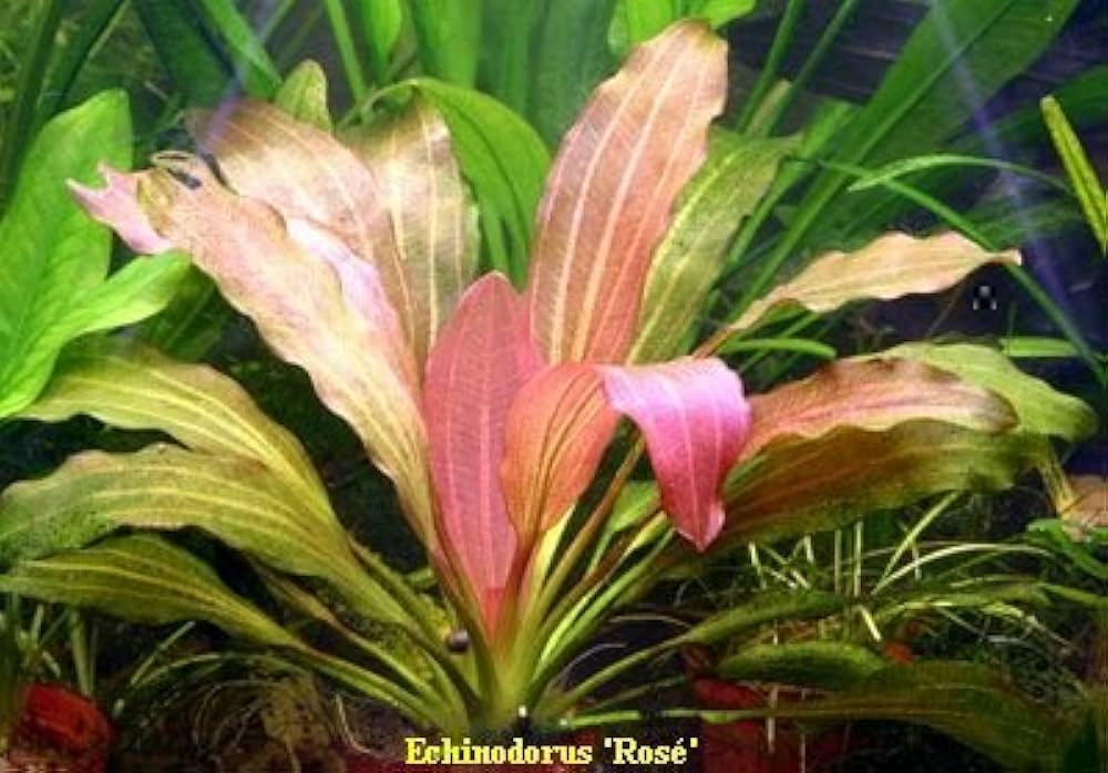 Echinodorus Rose   אכינודורוס רוז