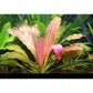 Echinodorus Rose   אכינודורוס רוז
