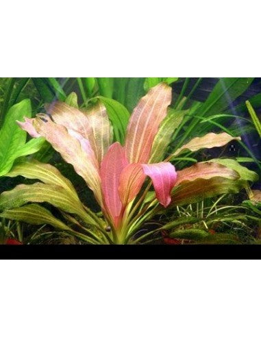 Echinodorus Rose   אכינודורוס רוז