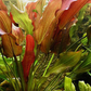 Echinodorus Rose   אכינודורוס רוז