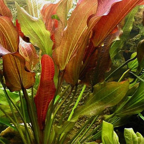 Echinodorus Rose   אכינודורוס רוז