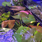 Nymphaea Stellata “ Dwarf lily “ נימפאה סטלטה ״ דוורף לילי ״